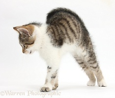 Tabby-and-white kitten stretching with arched back