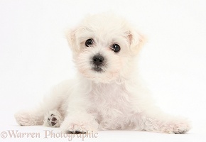 Cute white Bichon x Yorkie puppy