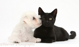Cute white Bichon x Yorkie puppy kissing black cat