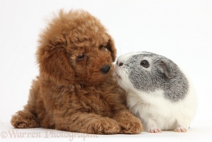 Cute red Toy Poodle puppy and Guinea pig
