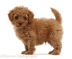 Cute red Toy Poodle puppy standing