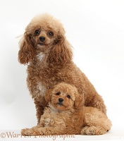 Red Toy Poodle mother and puppy