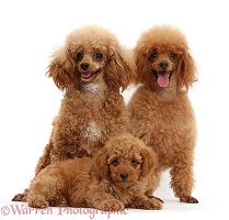 Red Toy Poodle mother and father and puppy