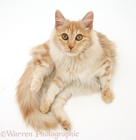 Red silver Turkish Angora cat, lying and looking up