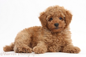 Cute red Toy Poodle puppy