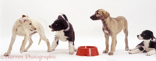 Puppy defending food bowl