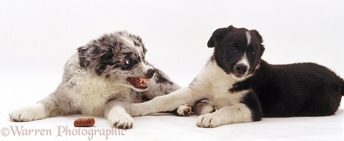 Border Collie pup showing aggression