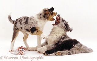 Border Collie pups arguing over possession of a toy