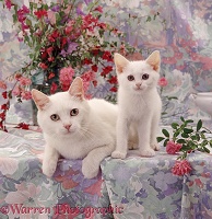 Amber-eyed white cat and kitten
