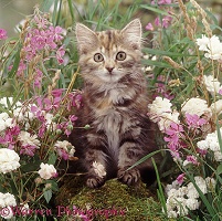 Fluffy tabby kitten among pink and white flowers