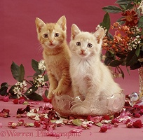 Ginger kittens in pot pourri bowl