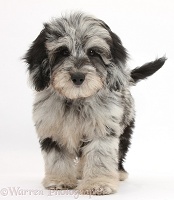 Black-and-grey Daxiedoodle pup