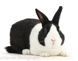 Black Dutch male rabbit