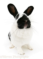 Black-and-white spotted rabbit
