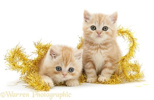 Ginger kittens with yellow Christmas tinsel