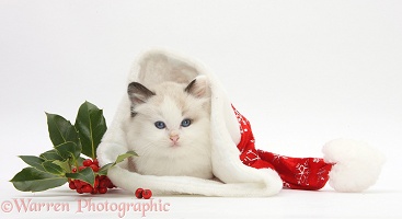 Ragdoll-cross kitten in a Santa hat with holly