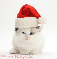 Ragdoll-cross kitten wearing a Santa hat