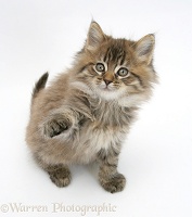 Maine Coon kitten, 8 weeks old, reaching up with paw