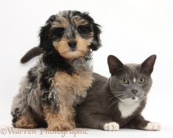 Cute Daxiedoodle puppy and Burmese-cross cat