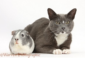 Blue-and-white Burmese-cross cat and Guinea pig