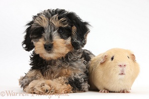 Cute Daxiedoodle puppy and yellow Guinea pig