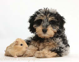 Cute Daxiedoodle puppy and baby Guinea pig