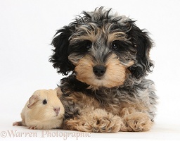 Cute Daxiedoodle puppy and baby Guinea pig