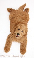 Cute Goldendoodle puppy lying sprawled and looking up