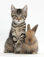 Tabby kitten with cute baby bunny