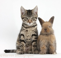 Tabby kitten with cute baby bunny