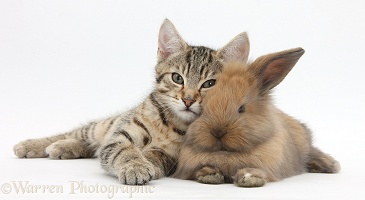 Tabby kitten with baby bunny