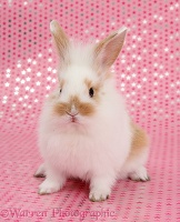 Cute baby bunny, sitting on pink starry background