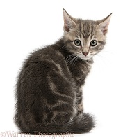 Tabby kitten looking round
