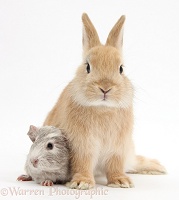 Sandy Netherland Dwarf bunny and baby Guinea pig