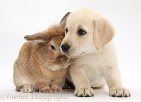 Yellow Labrador Retriever pup and rabbit