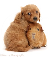 Red Daxiedoodle pup, 6 weeks old, and Guinea pig