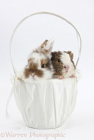 Young rabbit and frizzy Guinea pig in a basket