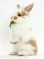 Young rabbit standing up on haunches and eating a leaf