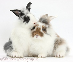 Two young Lionhead-cross rabbits