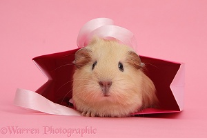 Baby yellow Guinea pig in pink gift bag
