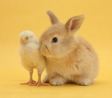 Cute sandy rabbit and bantam chick on yellow background