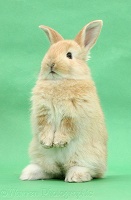 Young sandy bunny standing up on green background
