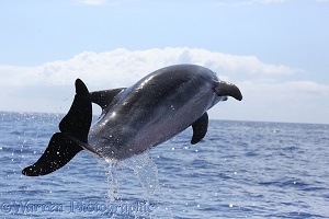 Bottle-nosed Dolphin leaping
