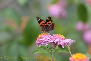 Canary Island Red Admiral Butterfly on Lantana