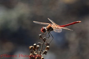 Red-veined Darter dragonfly