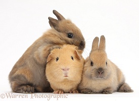 Yellow Guinea pig and brown bunnies together