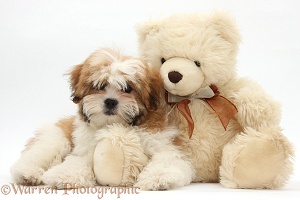 Maltese x Shih tzu pup with teddy