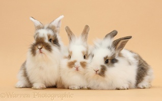Three bunnies on beige background