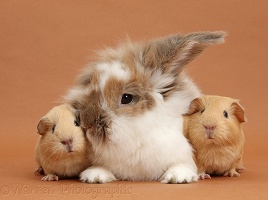 Rabbit and baby Guinea pigs