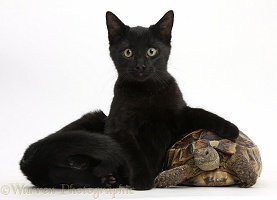 Black cat lounging on a tortoise